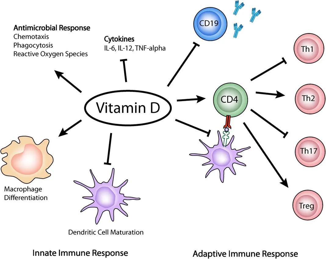 <span style="font-weight: 400;">Immune Response Modulation by Vitamin D: Role in Systemic Lupus Erythematosus. (Mirentxu Iruretagoyena, <span id="nameLine" class="h1" data-test-id="nameline" data-bind="text: fullName">Daniela Hirigoyen, Rodrigo Naves, Paula Isabel Burgos)</span></span>