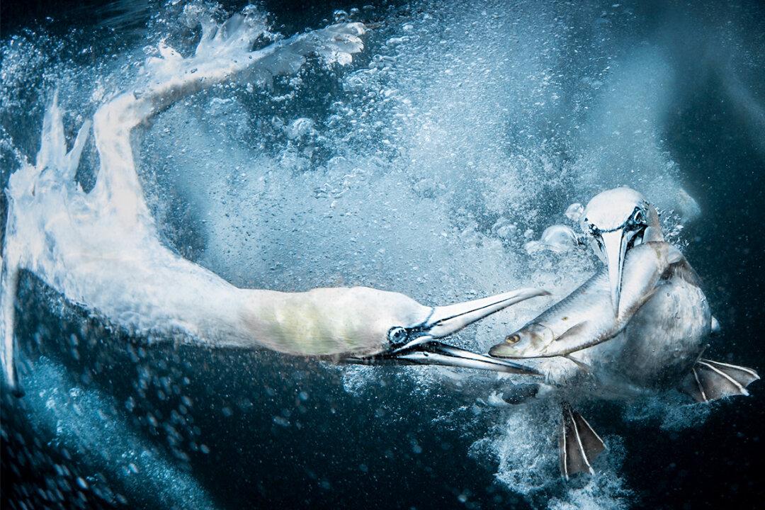 World Nature Photography Awards 2024 Winners Are Revealed—And the Pictures Are Breathtaking