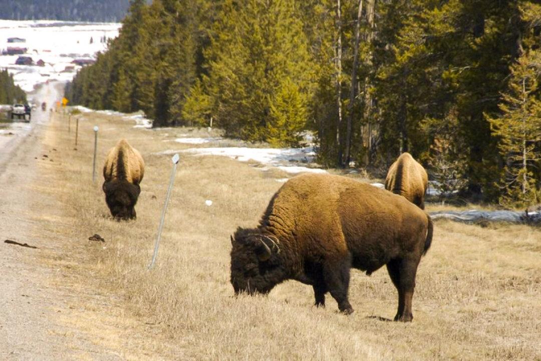 Idaho Man Arrested for Kicking Yellowstone Bison