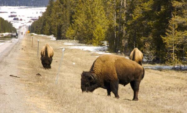 Idaho Man Arrested for Kicking Yellowstone Bison