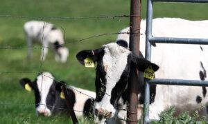 Bird Flu Detected in Cattle in 2 More US States