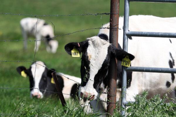 Cows graze in a field at a dairy farm in Petaluma, Calif., on April 26, 2024. (Justin Sullivan/Getty Images)