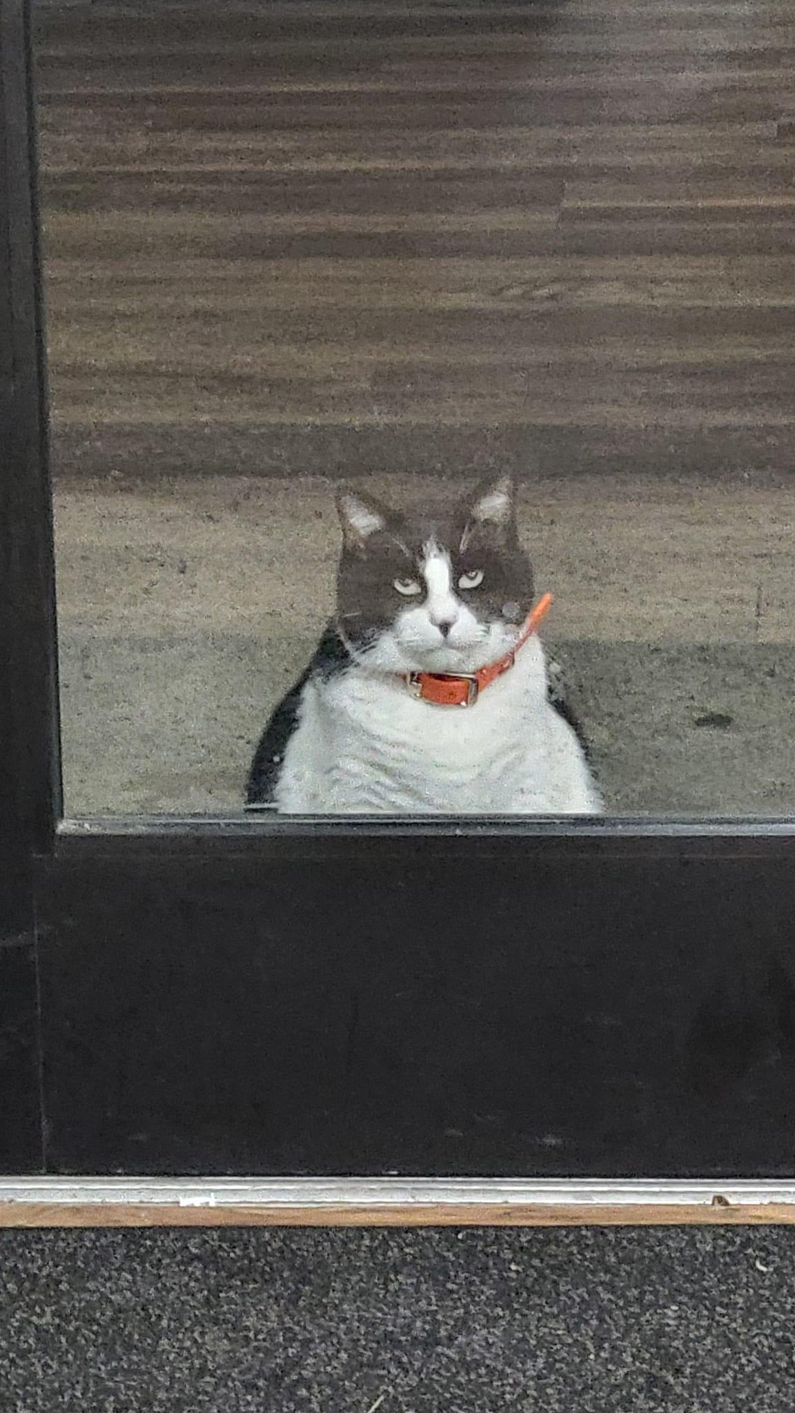 Oreo waiting outside Chickenbutt Donuts in Chapin. (Courtesy of <a href="https://www.facebook.com/profile.php?id=100063584320357">Tre and Sue Dabney</a>)