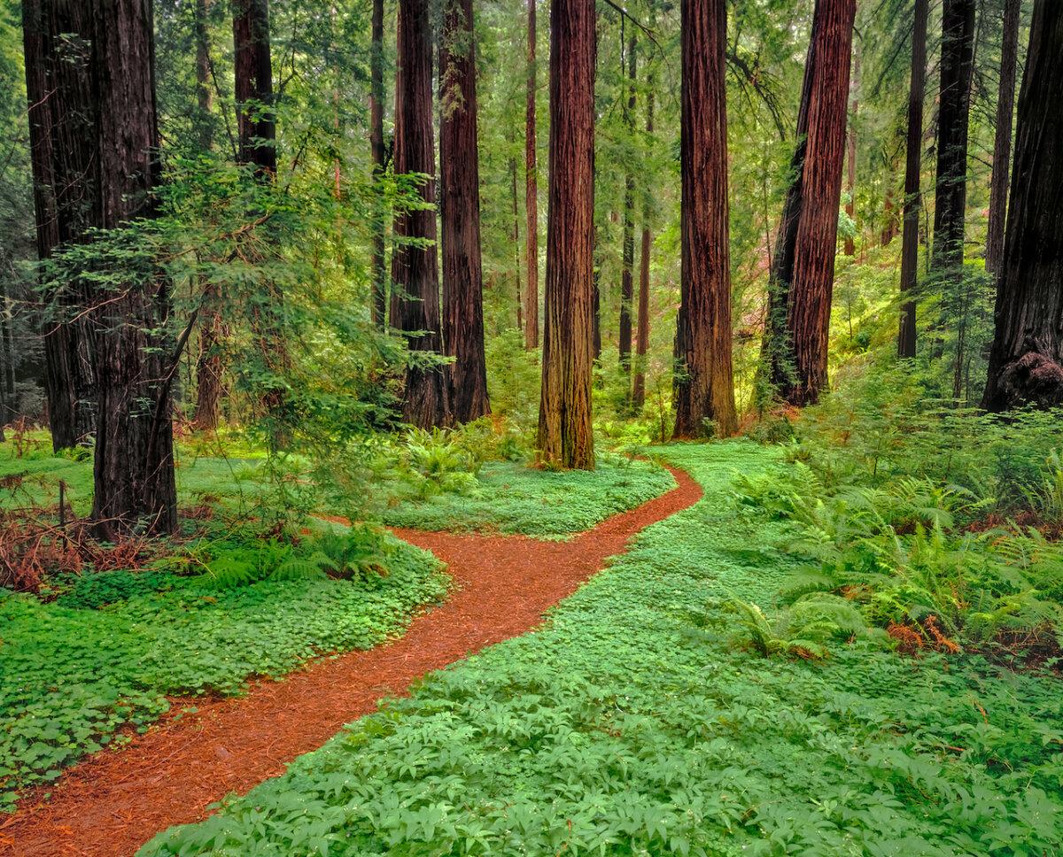 Paths lined by clover and ferns lead through Prairie Creek Redwoods State Park, which is part of the Redwood National and State Parks cluster in Northern California. (Patricia Elaine Thomas/Dreamstime/TNS)