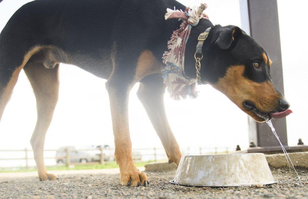 High Levels of Drug-Resistant Bacteria Found in Raw Dog Food, Researchers Say