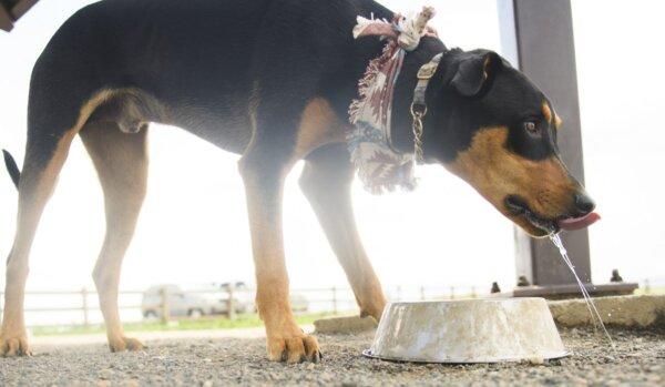 High Levels of Drug-Resistant Bacteria Found in Raw Dog Food, Researchers Say