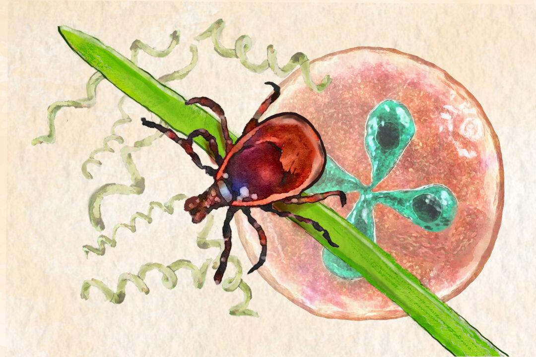 Tick-Borne Diseases: Symptoms, Causes, Treatments, and Natural Approaches