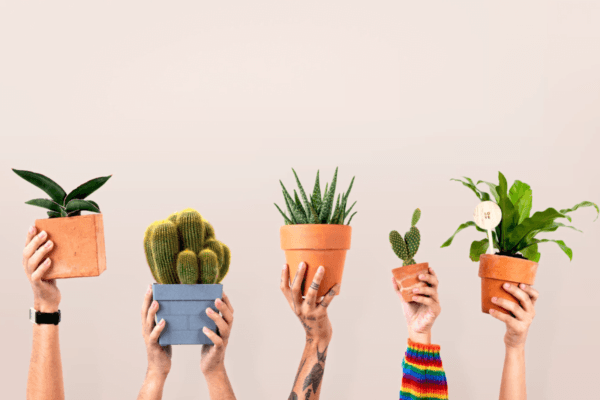 Top Picks for International Plant Health Day