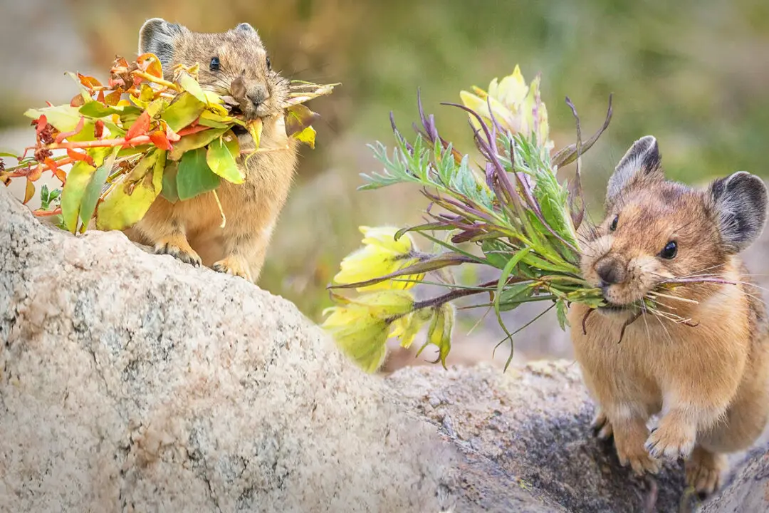 The American Pika Is Nature’s Cutest and Smartest Florist—Here’s How It Manages Its ‘Food Pantry’