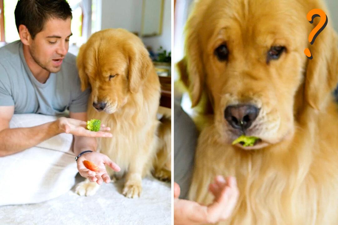 ‘The Biggest Eater of All Time’: Golden Retriever Has Hilarious Reactions to Trying Different Foods (VIDEO)