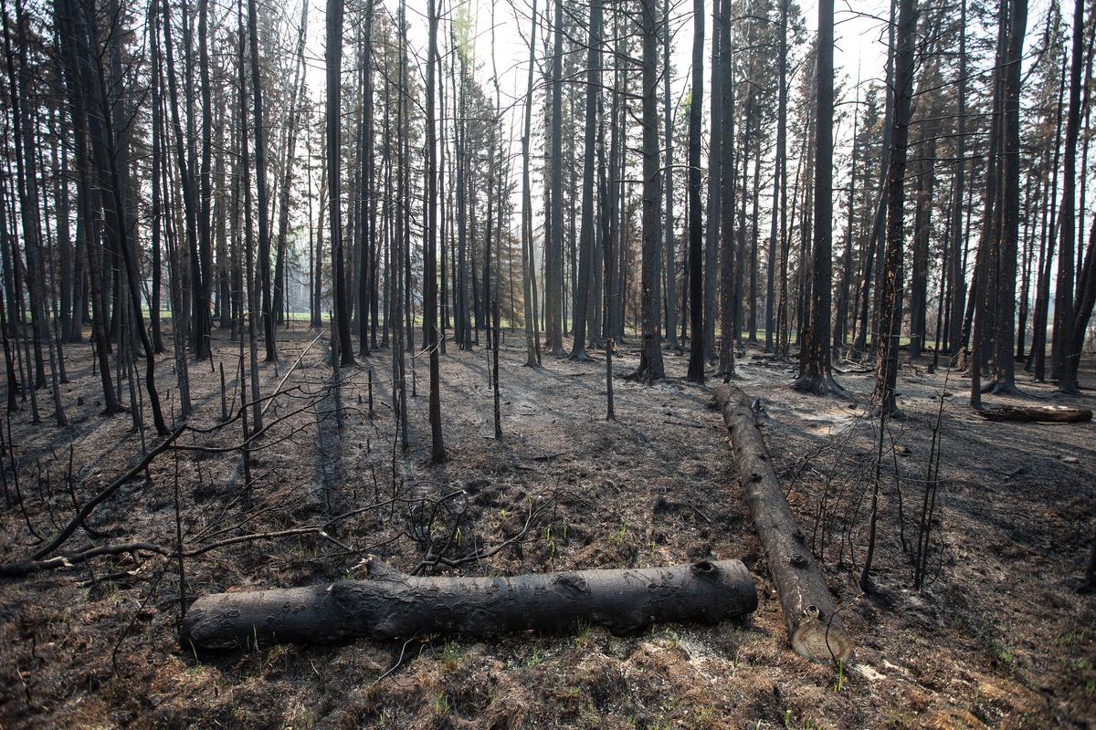 Start of Wildfire Season Better Than Last Year, but Risk Is High as Drought Continues