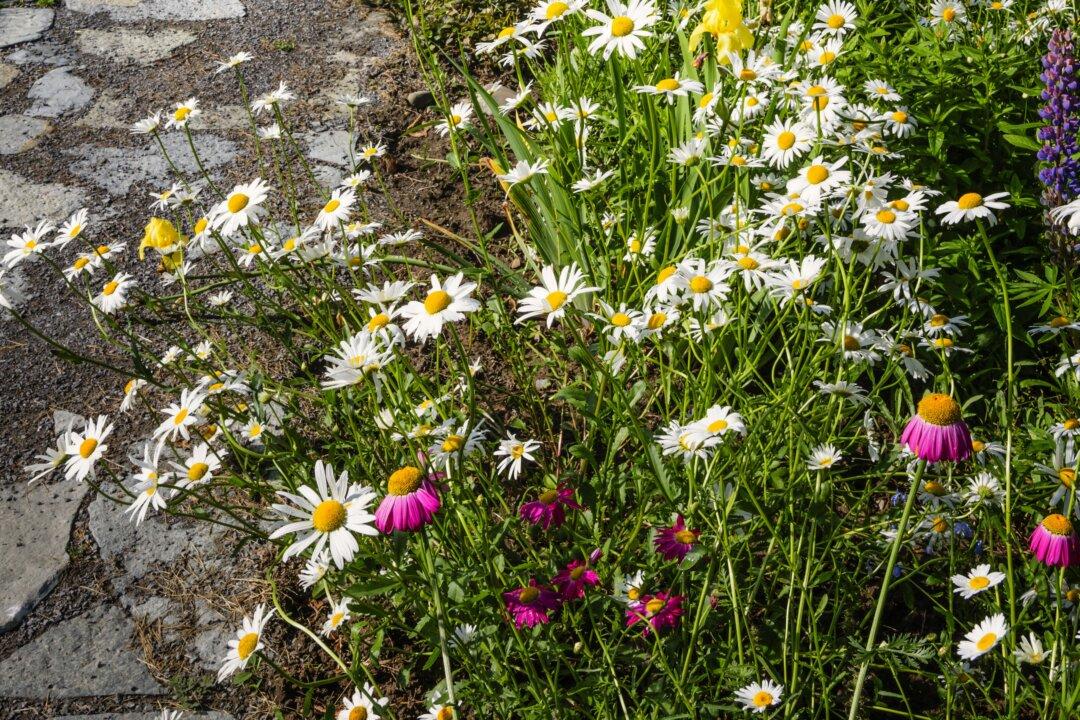 Natural Splendor: Creating a Breathtaking Wildflower Garden