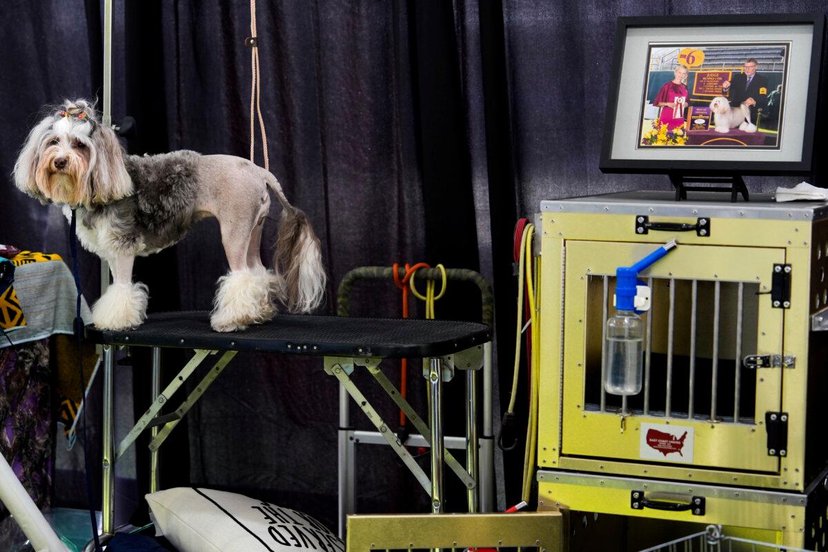 A dog stands in the Breed Showcase area at the 148th Westminster Kennel Club Dog show at the USTA Billie Jean King National Tennis Center in New York on May 11, 2024. (Julia Nikhinson/AP Photo)