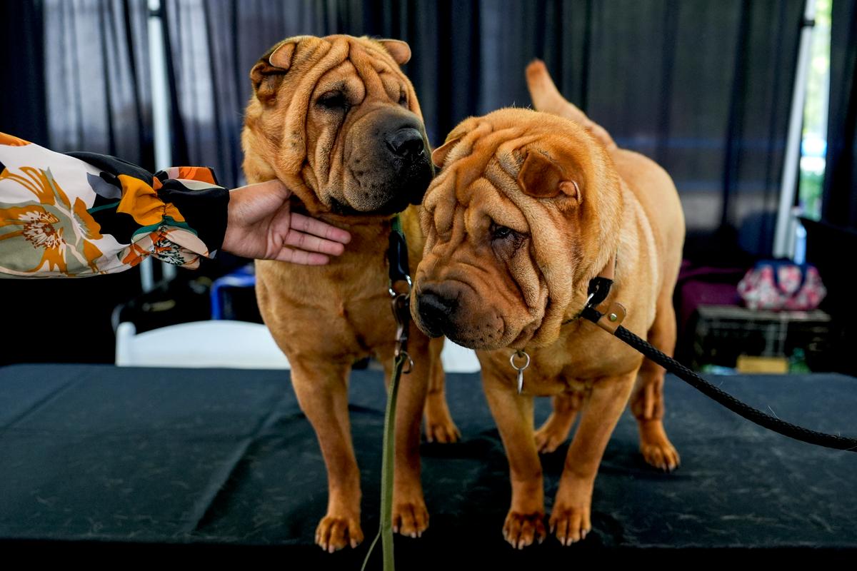 Dog Show 101: What’s What at the Westminster Kennel Club
