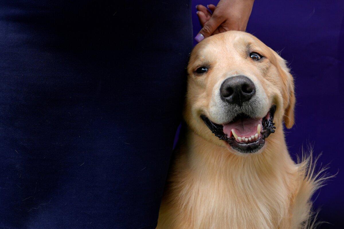 A golden retriever and its handler wait to compete in breed group judging at the 148th Westminster Kennel Club Dog show at the USTA Billie Jean King National Tennis Center in New York on May 14, 2024. (Julia Nikhinson/AP Photo)