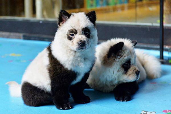 Chinese Zoo Panned for Dying Dogs to Resemble Pandas
