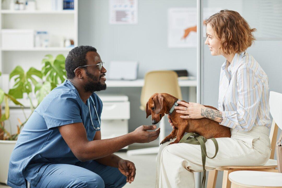 Don’t Ignore Dog’s Animal Hospital Aggression