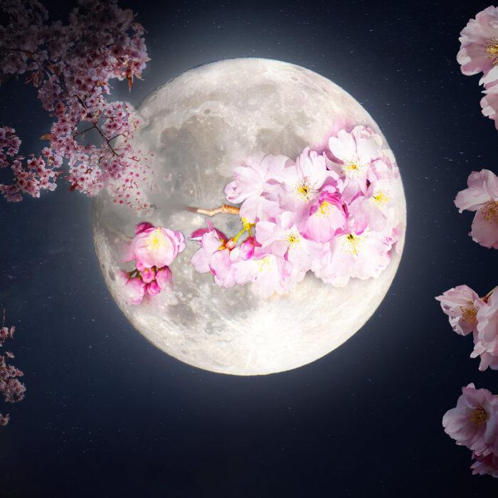 Full ‘Flower Moon’ in May to Shine in the Springtime Sky—Here’s How It Got Its Rosy Name
