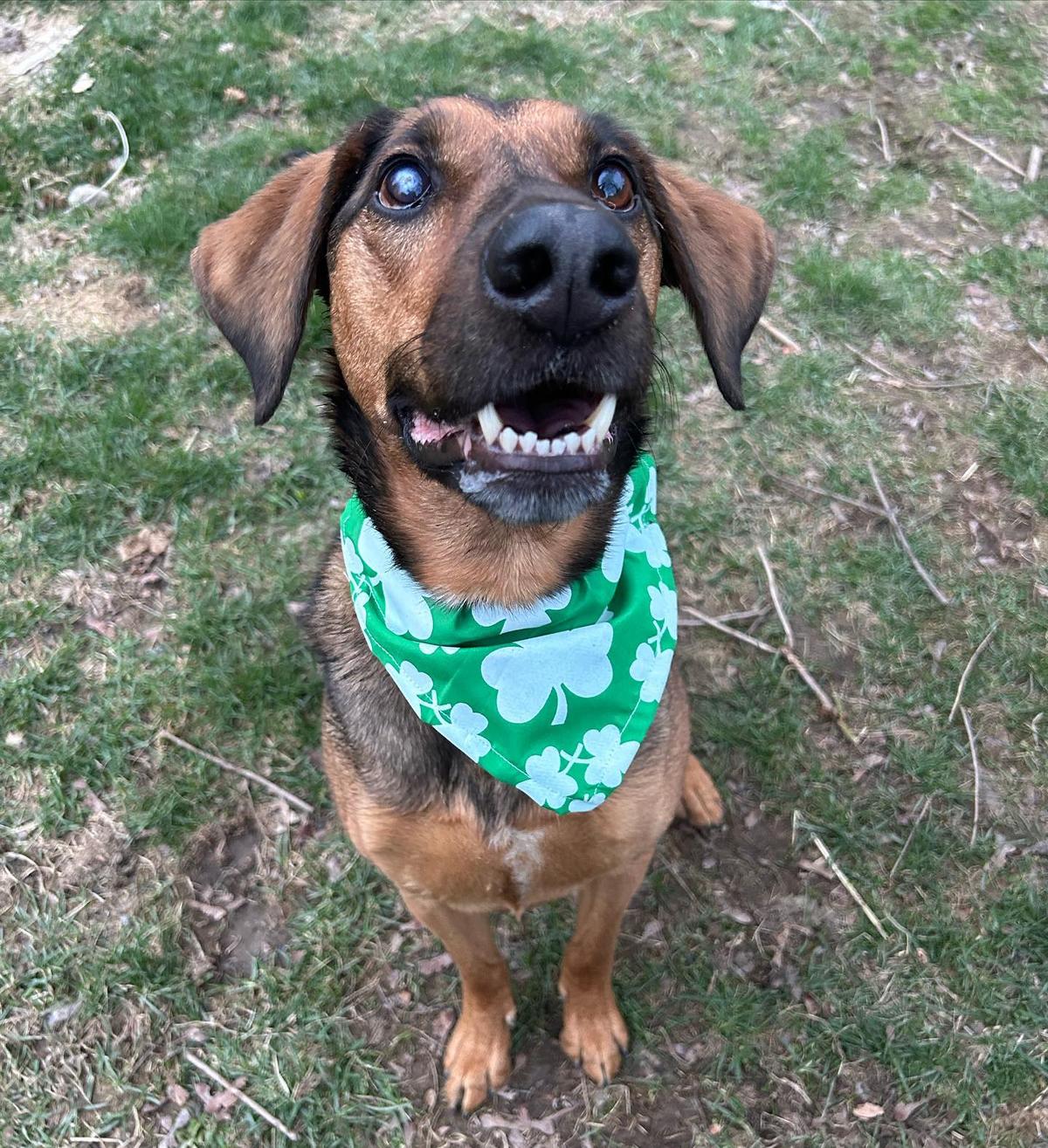 Nola was rescued from a kill shelter. Her owners say people didn't want to adopt her because she is blind in one eye. (Courtesy of <a href="https://www.instagram.com/noseynola">@NoseyNola</a>)