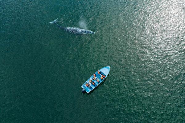 Tourists watch from a panga as a gray whale surfaces and spouts a misty jet of vapor at the Laguna Ojo de Liebre (a.k.a. Scammon’s Lagoon) on Jan. 8, 2023, in Guerrero Negro, Baja California Sur. (Brian van der Brug/Los Angeles Times/TNS)