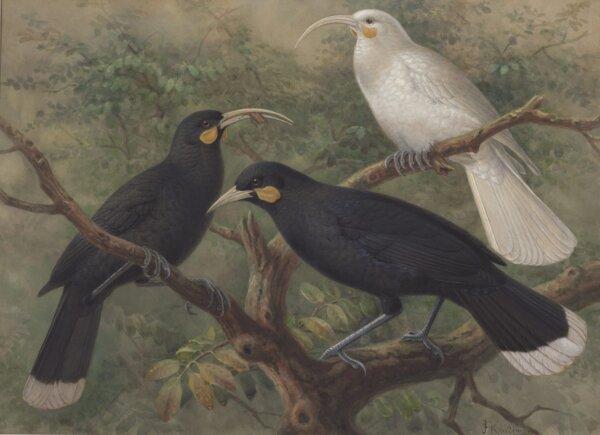 Three huia (Heteralocha acutirostris), circa 1900, London, by Johannes Keulemans. Purchased 1993 with New Zealand Lottery Grants Board funds. Te Papa (1993-0029-6). (Public Domain)