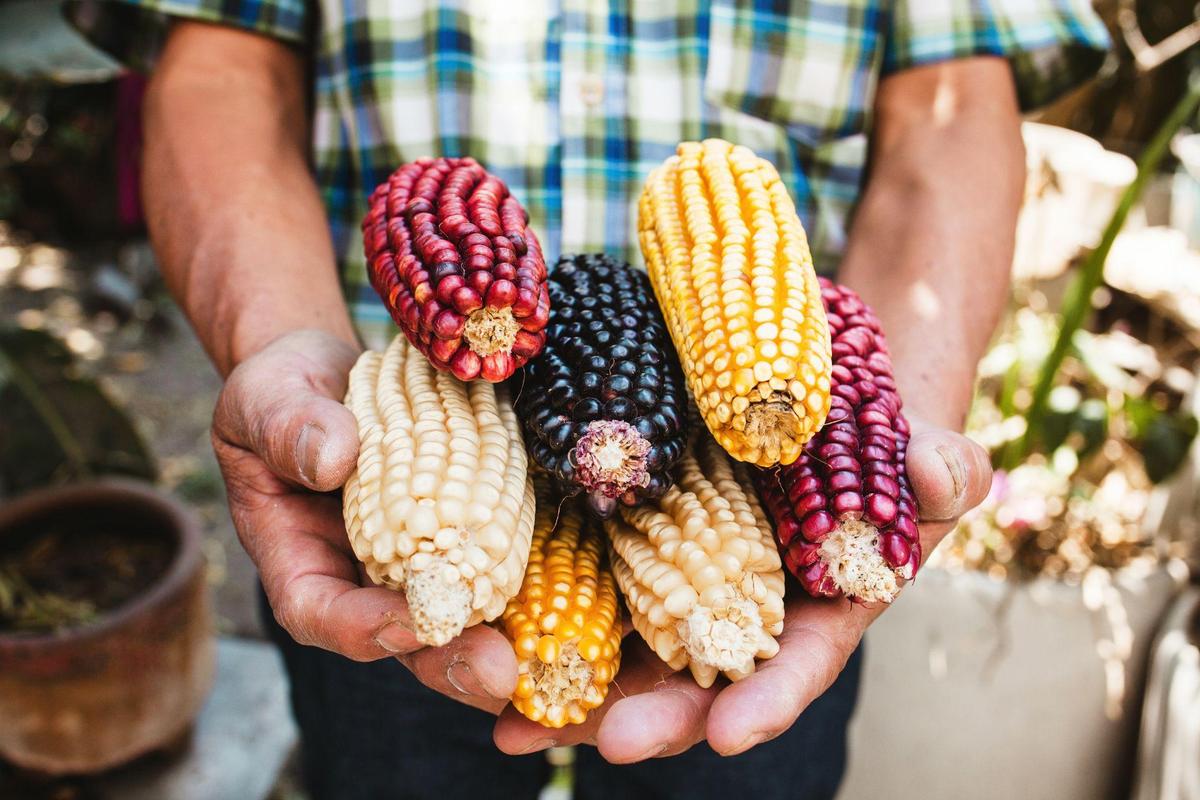 Is GMO Corn Safe to Eat? Understanding the US–Mexico Corn Trade Dispute