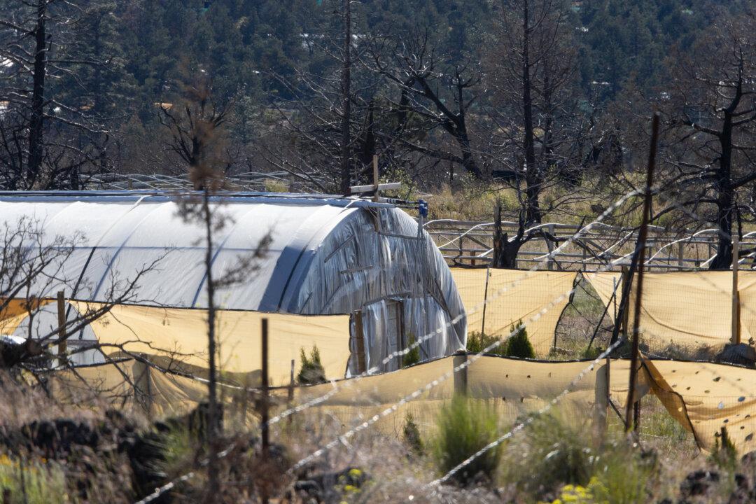 Manager of Illegal Cannabis Operation in Northern California Gets 10 Years in Prison