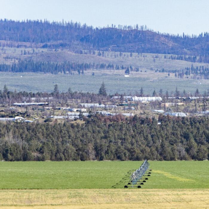 Thousands of Illegal Cannabis Plants Eradicated in California State Parks