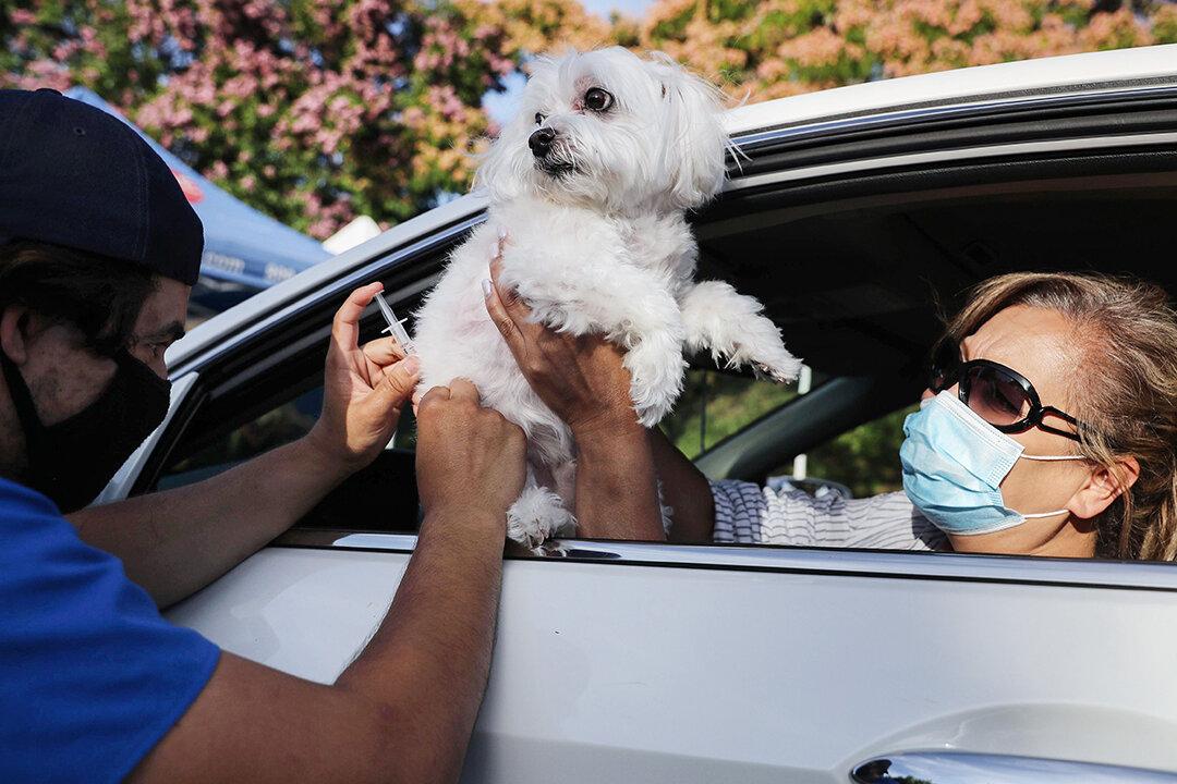 We Should Be Concerned With Pet Vaccine Injury