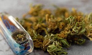 High-Potency Cannabis Linked to Increased Psychosis Risk in Young Adults: Study