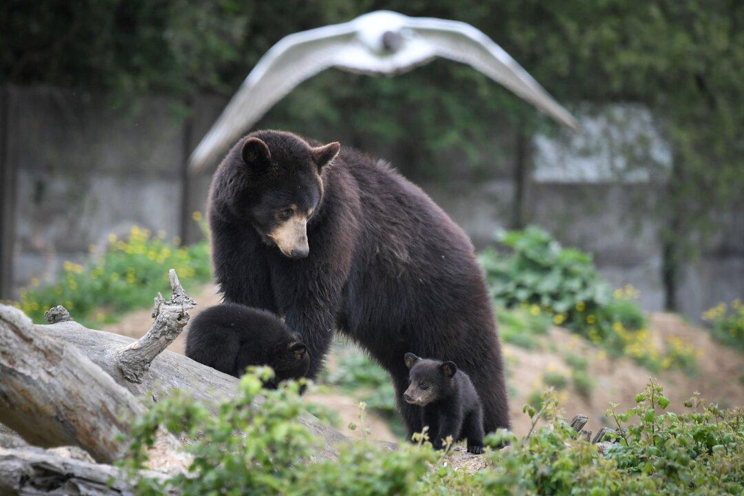 CDC: Family Contracts ‘Brain Worms’ After Eating Black Bear Meat