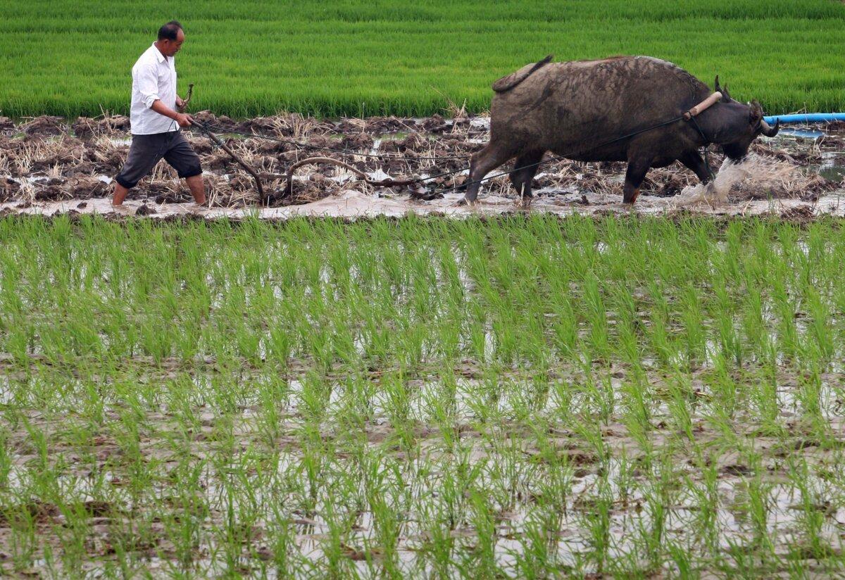 Purge of Agriculture Officials Highlights CCP’s Concerns About Food Security: Analyst