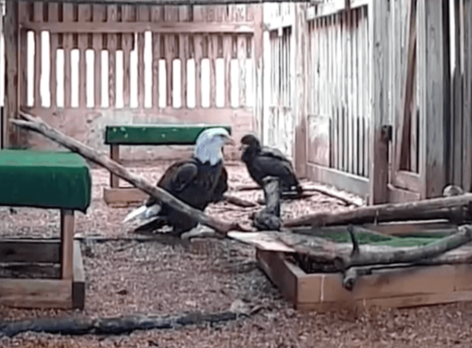 Murphy with 24-159. (Courtesy of <a data-cke-saved-href="https://www.worldbirdsanctuary.org/" href="https://www.worldbirdsanctuary.org/">World Bird Sanctuary</a>)