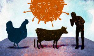 Is Gain-of-Function Responsible for the Bird Flu Jump to Cows and Humans?