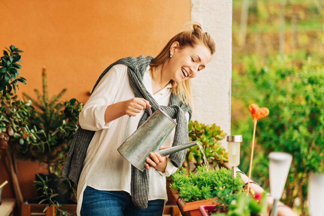 Green Warriors: The Top 5 Houseplants for Your Home