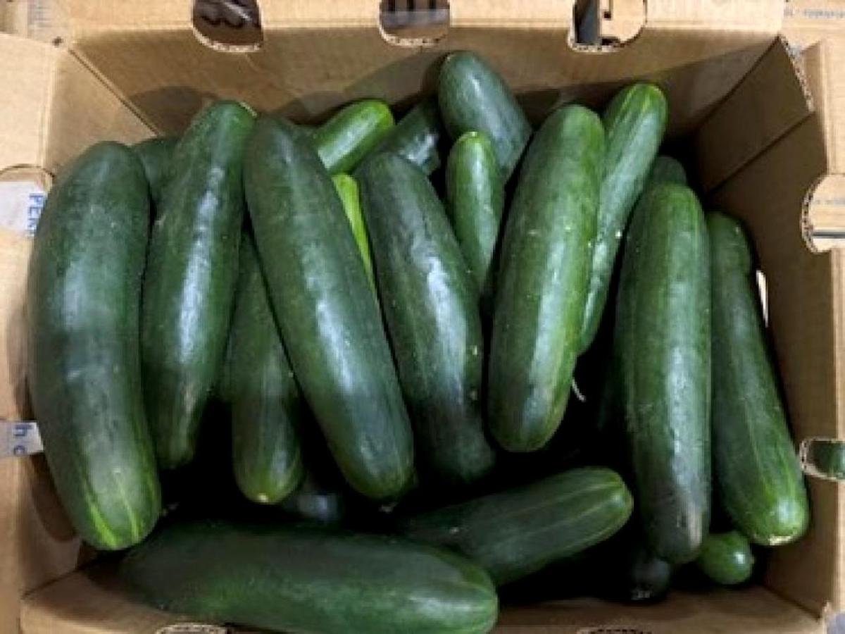 FDA Recalls Cucumbers in 14 States Over Potential Salmonella Contamination