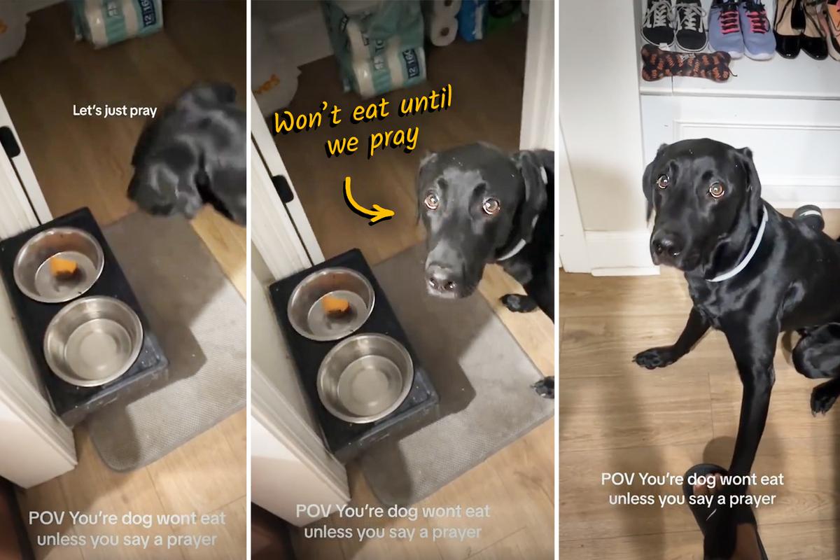 VIDEO: Adorable Lab Won’t Eat His Food Unless Owner Says Prayer—But Watch When She Says ‘Amen’