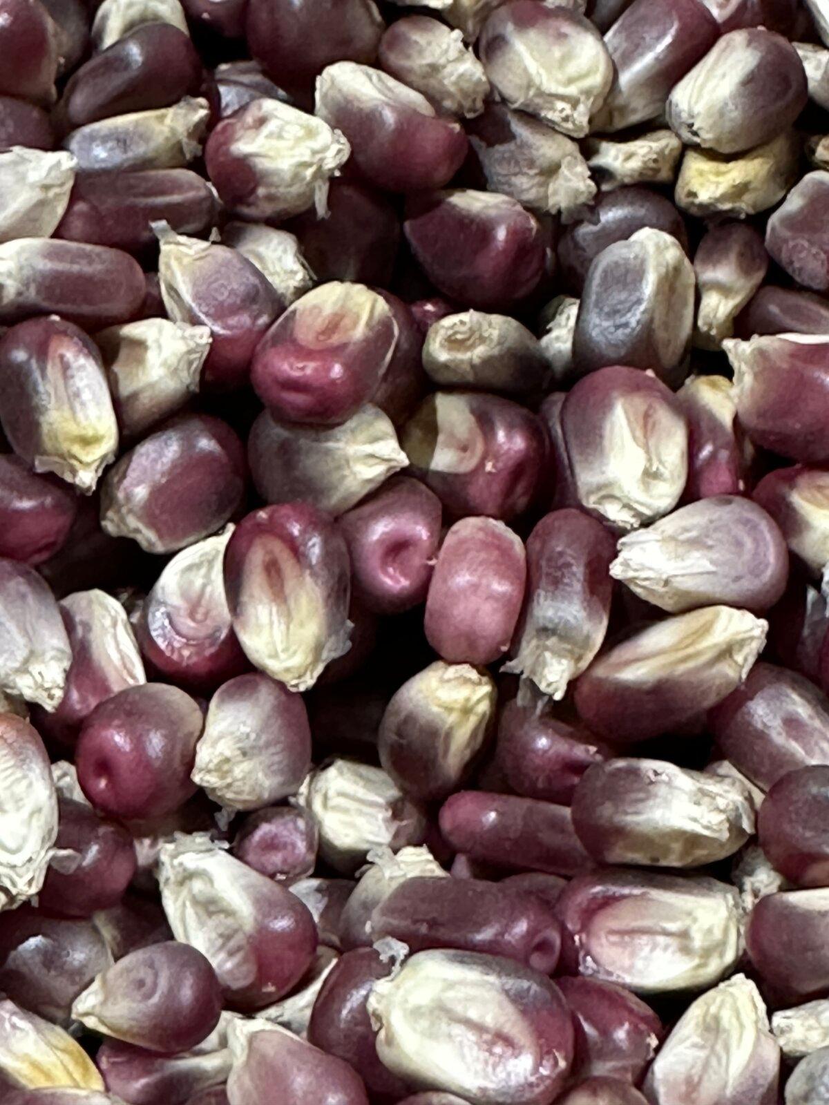Sea island blue corn. (Bard Prochaska)