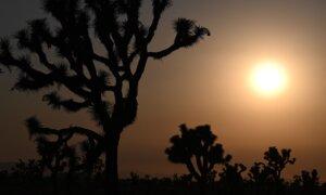 Can American Conservation Survive āGreenā Energy?