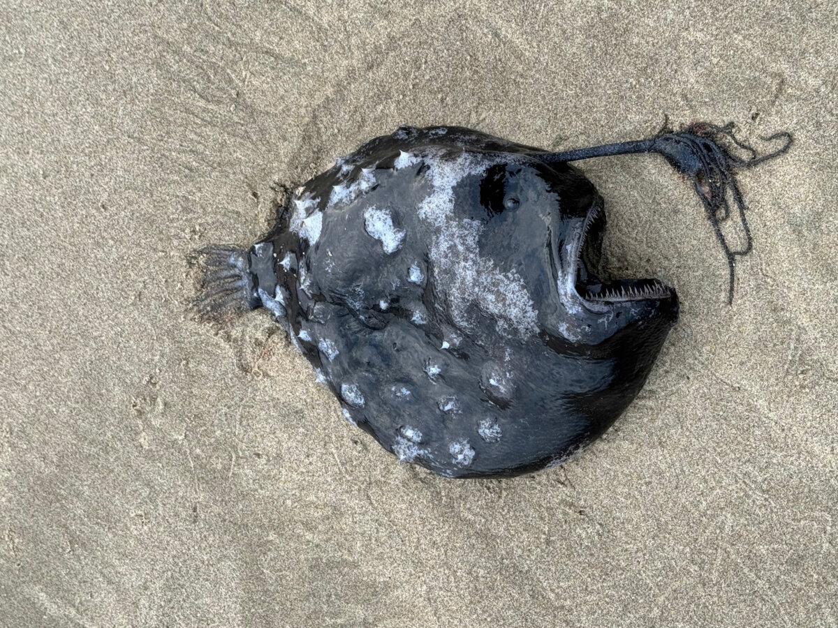 The Seaside Aquarium posted photos of the angler fish on Facebook in May. (Courtesy of <a href="https://www.facebook.com/SeasideAquarium/">SeasideAquarium</a>)