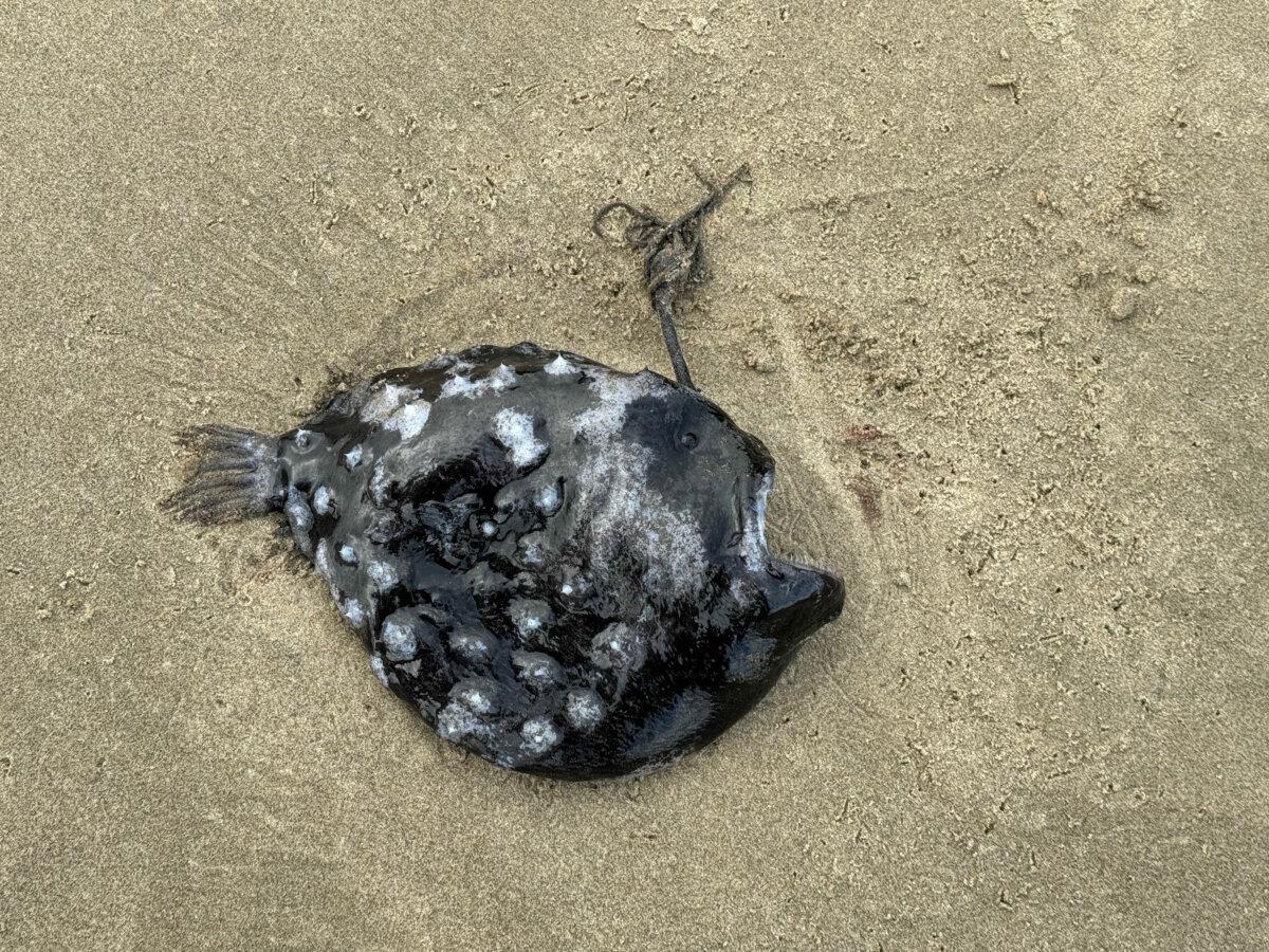 An angler fish, or football fish, turned up on a beach in Oregon. (Courtesy of <a href="https://www.facebook.com/SeasideAquarium/">SeasideAquarium</a>)
