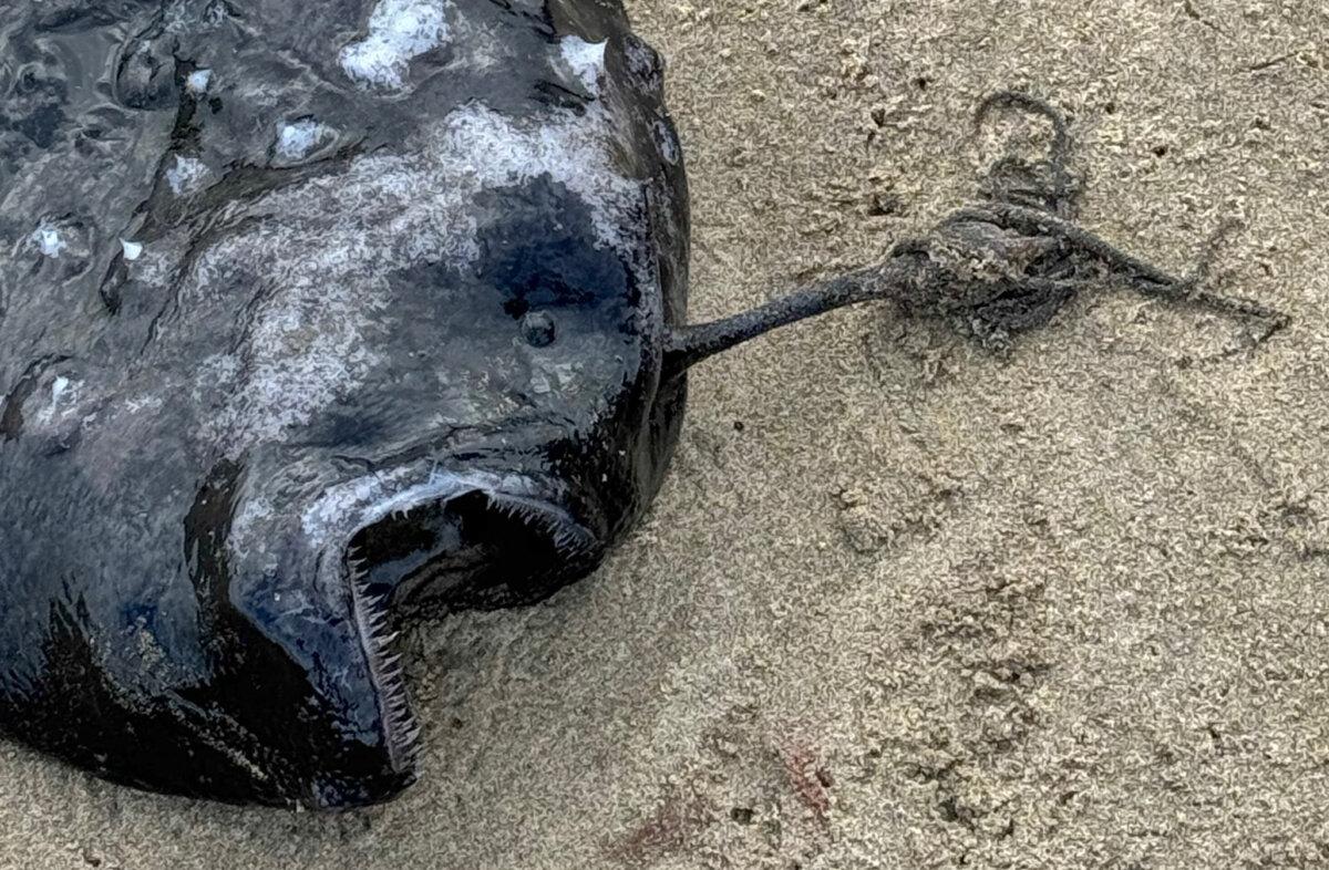 Detail of the angler fish shows rows of sharp teeth jutting from its large mouth and its unusual head stalk. (Courtesy of <a href="https://www.facebook.com/SeasideAquarium/">SeasideAquarium</a>)