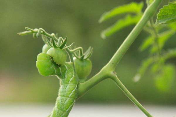 Battling the Bad Bugs: How to Get Ahead of Garden Pests