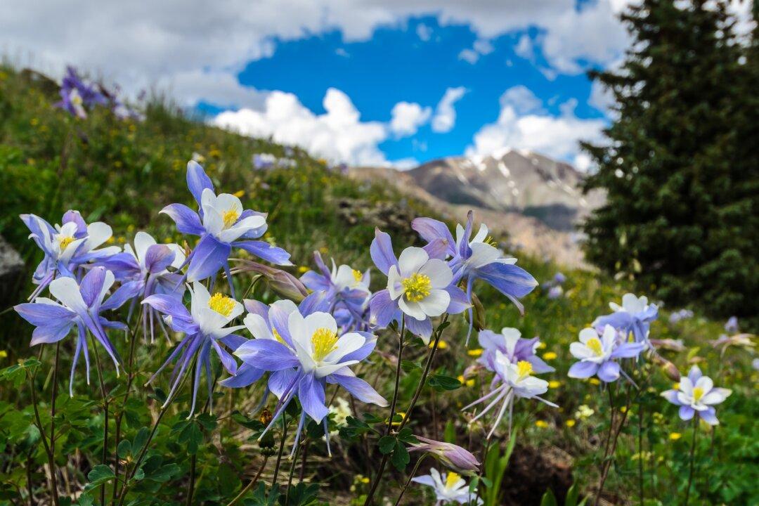 Columbine Flowers