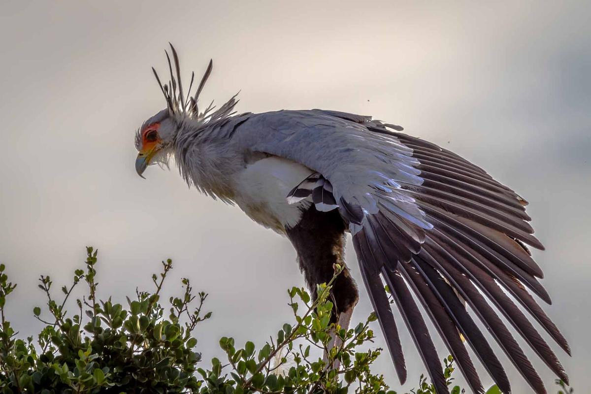 Secretarybirds hunt snakes, rodents, lizards, and other small prey, using their long legs to stomp them on the ground. (Johan Buchner/Shutterstock)