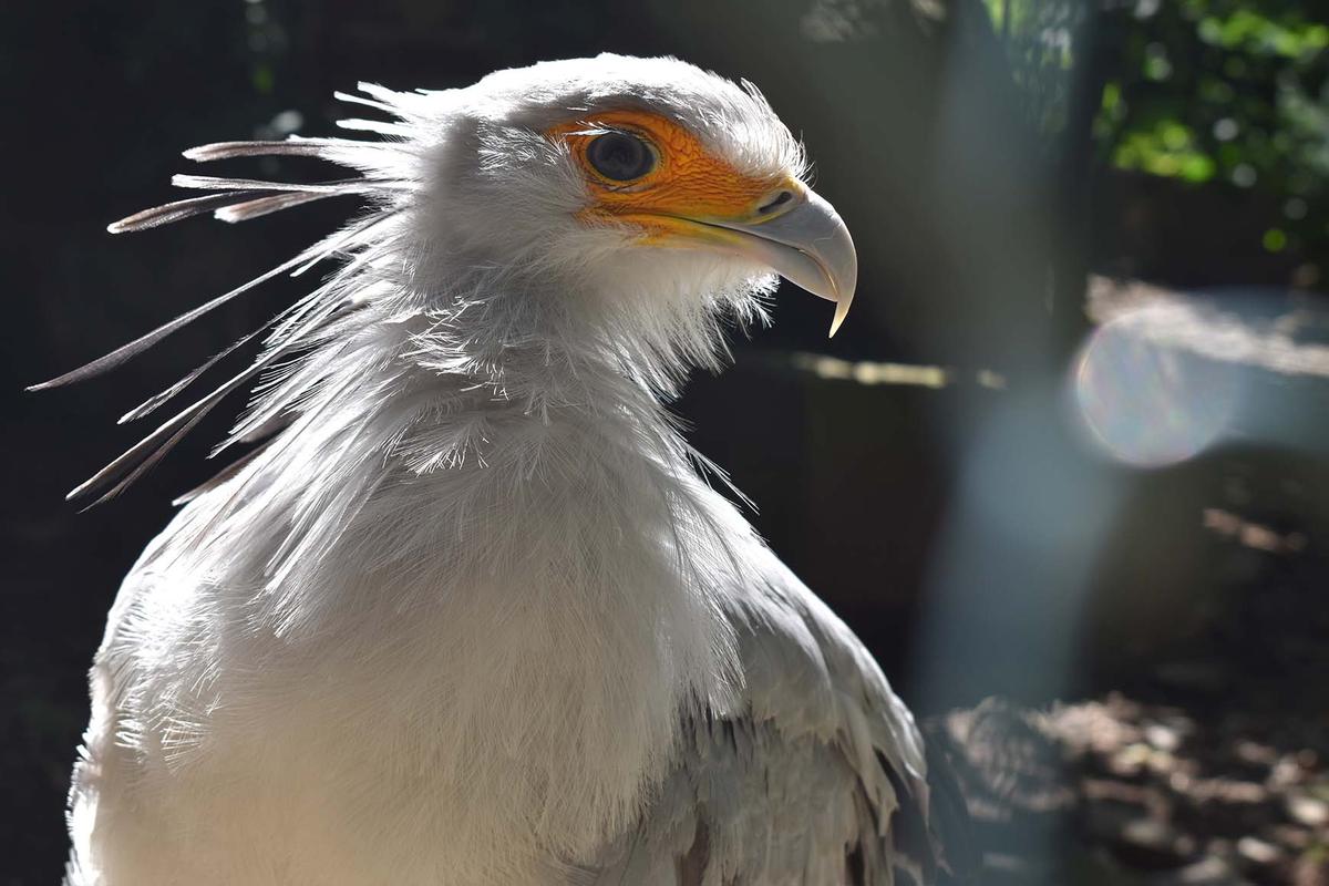 The name secretarybird is thought to derive from the look of an 18th-century legal secretary with a feathered quill behind the ear. (Ksosak/Shutterstock)