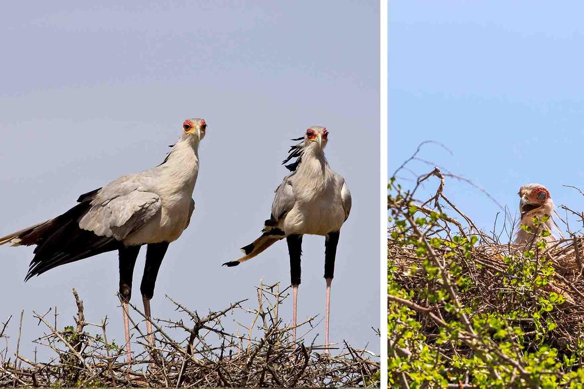 A pair of secretarybirds roosting with a chick. (Robert Harding Video and Lasse Johansson/Shutterstock)