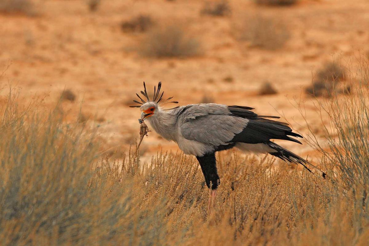 A secretarybird dines on a lizard. (Erwin Niemand/Shutterstock)