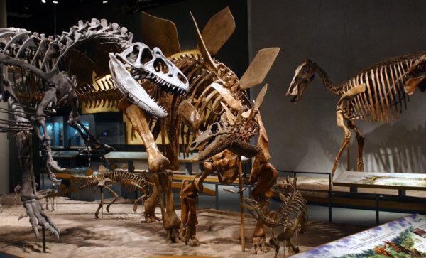 Colorado’s 10 Best Dinosaur Destinations, From Museums to Track Sites and Quarries