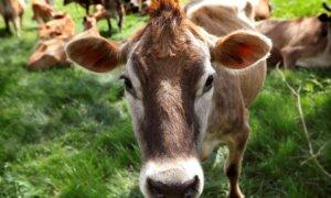 With 100 Million Birds Dead, Poultry Industry Could Serve as Example as Dairy Farmers Confront Bird Flu